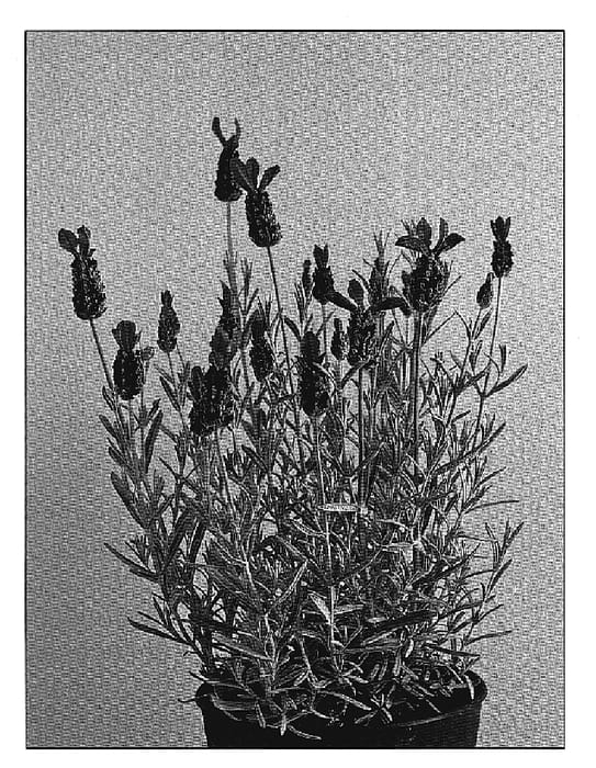Figure 1 of US plant patent PP20068, the photograph of Silver Anouk printed in the patent.