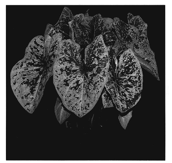 Figure 1 of US plant patent PP20069, the photograph of Raspberry Moon printed in the patent.