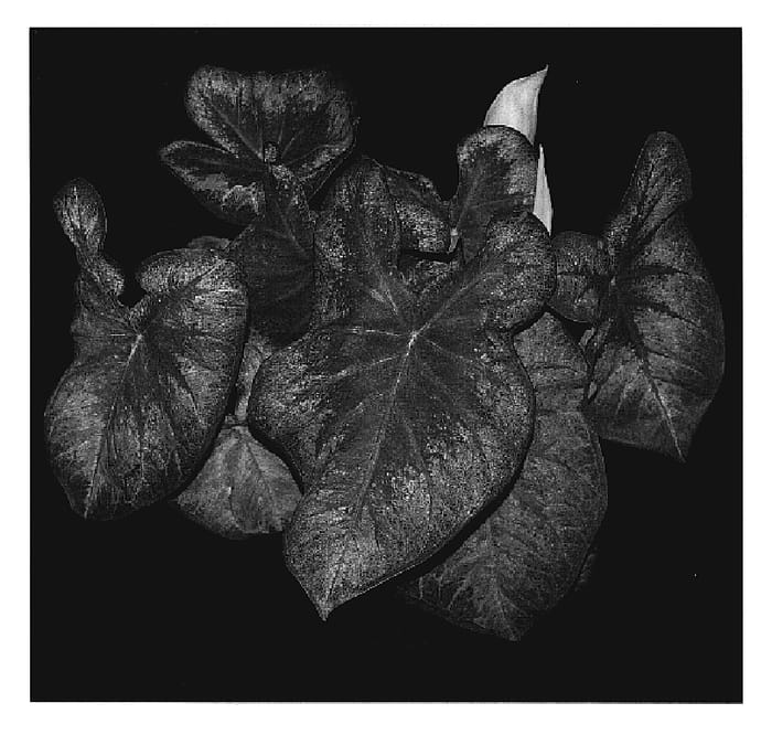 Figure 1 of US plant patent PP20070, the photograph of Rose Glow printed in the patent.