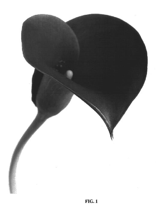 Figure 1 of US plant patent PP20071, the photograph of Hot Cherry BLZ printed in the patent.