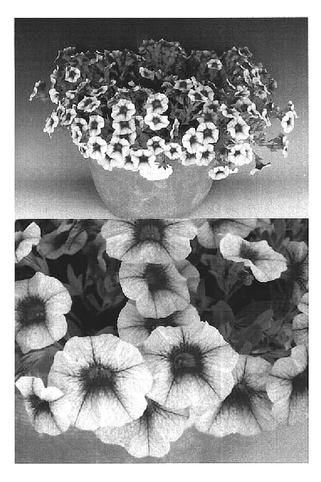 Figure 1 of US plant patent PP20072, the photograph of Sunbelkupichi printed in the patent.