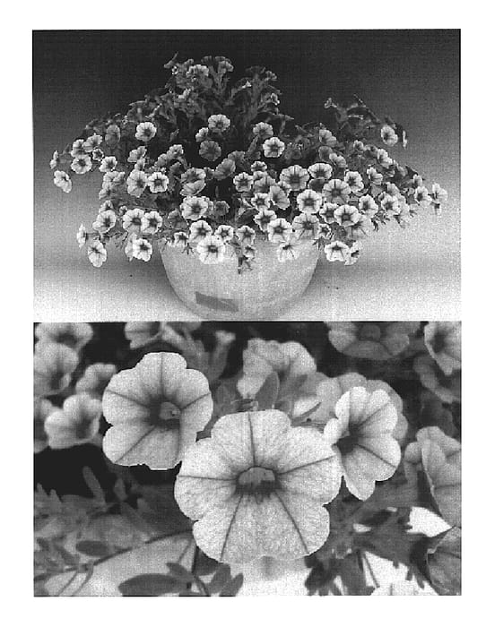 Figure 1 of US plant patent PP20073, the photograph of Sunbelriapu printed in the patent.