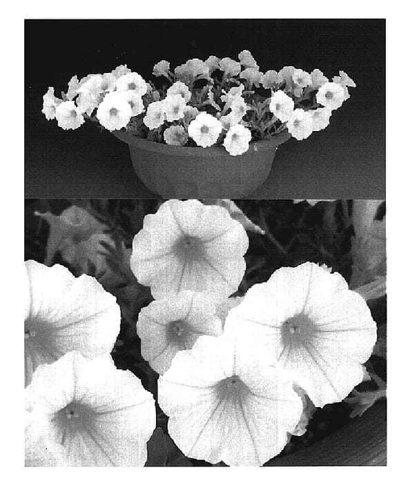 Figure 1 of US plant patent PP20074, the photograph of Sunsurfcopaho printed in the patent.