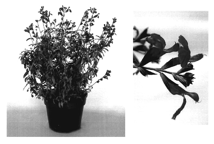 Figure 1 of US plant patent PP20075, the photograph of Flosalg01 printed in the patent.