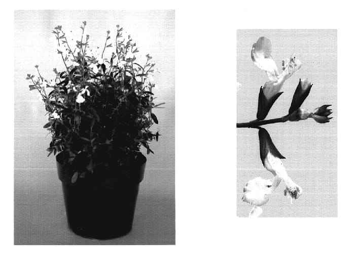 Figure 1 of US plant patent PP20076, the photograph of Flosalg02 printed in the patent.