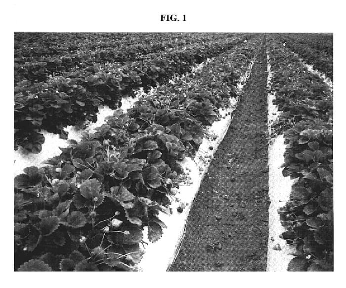 Figure 1 of US plant patent PP20077, the photograph of PRESTIGE printed in the patent.