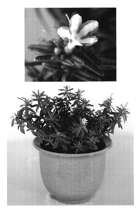 Figure 1 of US plant patent PP20078, the photograph of White Star printed in the patent.
