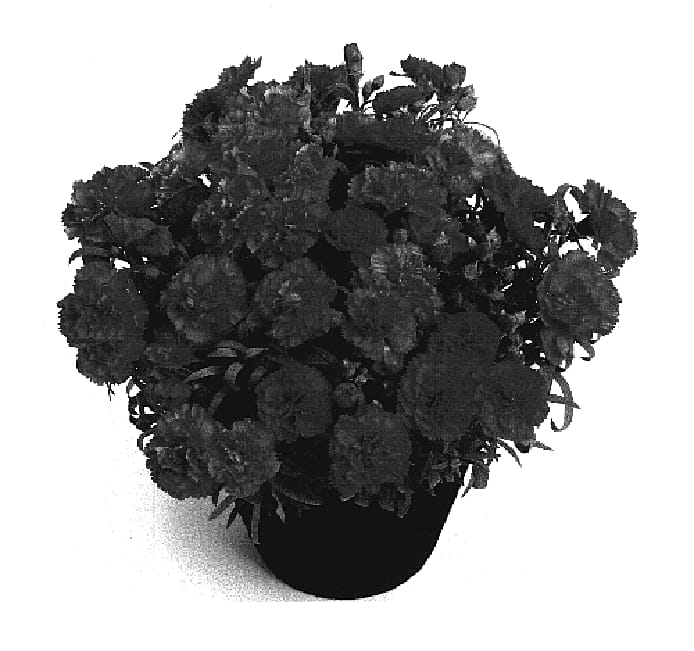 Figure 1 of US plant patent PP20079, the photograph of Allura printed in the patent.