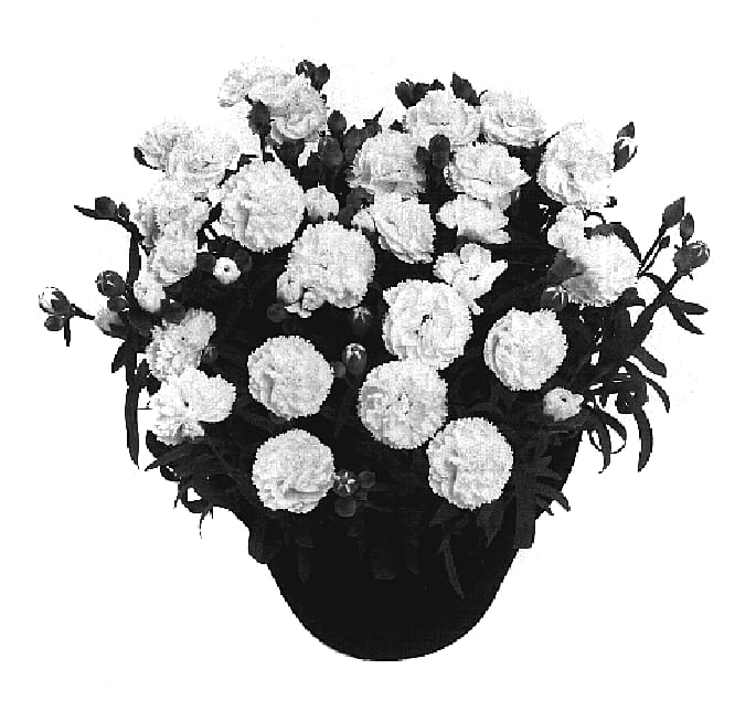 Figure 1 of US plant patent PP20080, the photograph of Kocosmo printed in the patent.