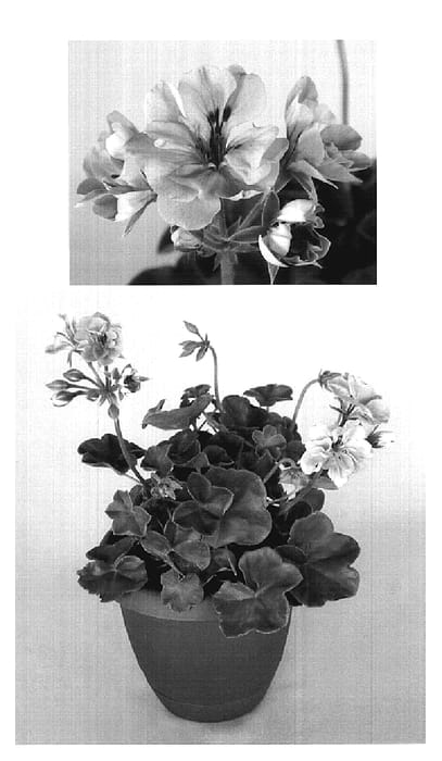 Figure 1 of US plant patent PP20081, the photograph of Oglger13067 printed in the patent.
