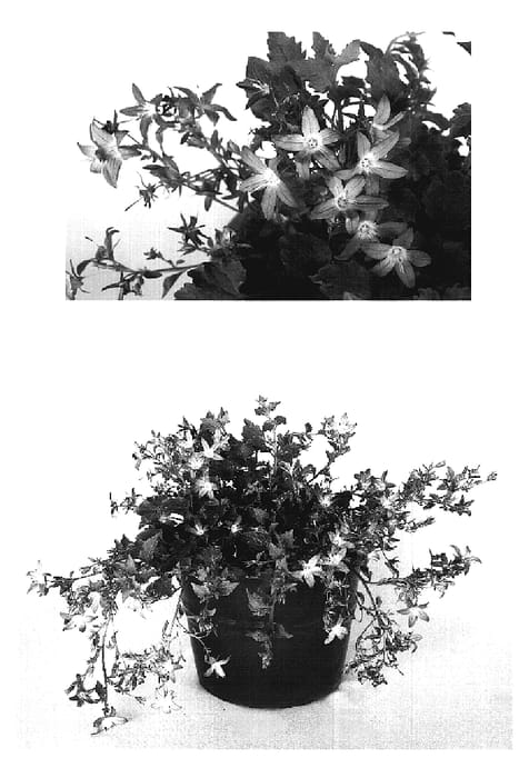 Figure 1 of US plant patent PP20082, the photograph of Blue Rivulet printed in the patent.