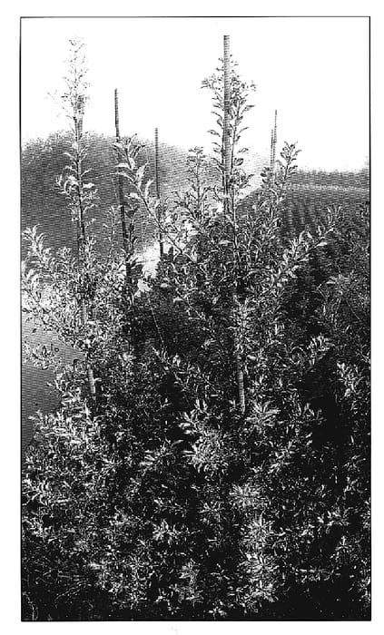 Figure 1 of US plant patent PP20083, the photograph of Northern Lights printed in the patent.