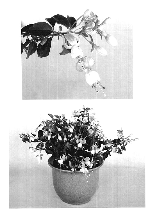 Figure 1 of US plant patent PP20084, the photograph of Goetzimpro printed in the patent.