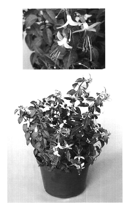 Figure 1 of US plant patent PP20085, the photograph of Goetzmart printed in the patent.