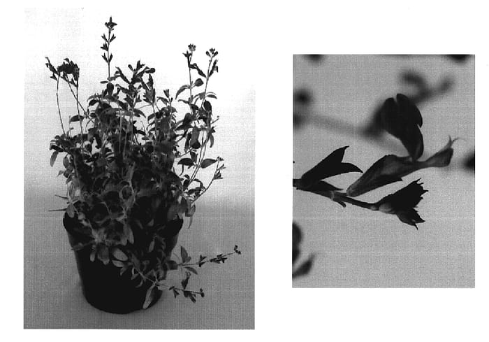 Figure 1 of US plant patent PP20086, the photograph of FLOSALG03 printed in the patent.