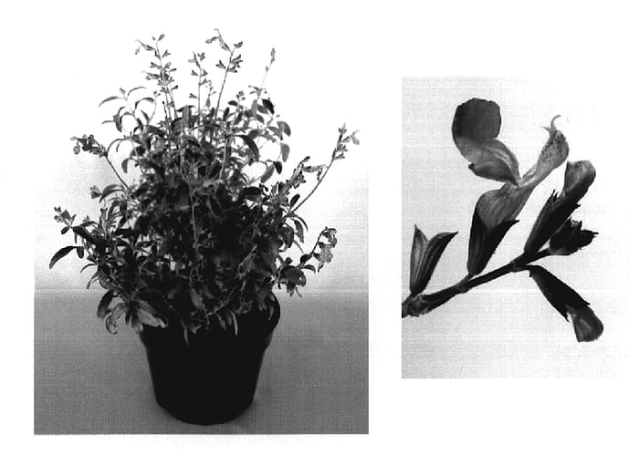 Figure 1 of US plant patent PP20087, the photograph of Flosalg04 printed in the patent.