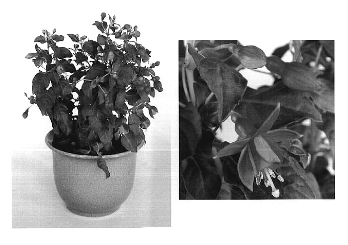 Figure 1 of US plant patent PP20088, the photograph of Goetzyol printed in the patent.