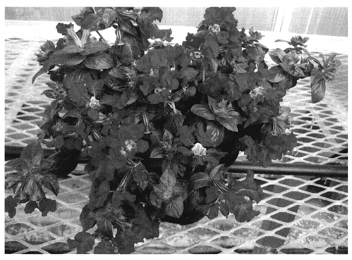Figure 1 of US plant patent PP20089, the photograph of Ri Reeda printed in the patent.
