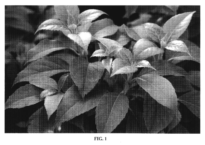 Figure 1 of US plant patent PP20090, the photograph of Inovalaur printed in the patent.