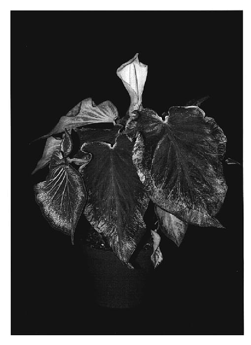 Figure 1 of US plant patent PP20091, the photograph of Starburst printed in the patent.
