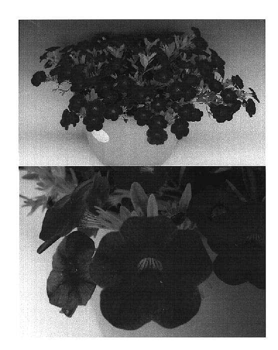 Figure 1 of US plant patent PP20092, the photograph of Sunbel Kopachipi printed in the patent.