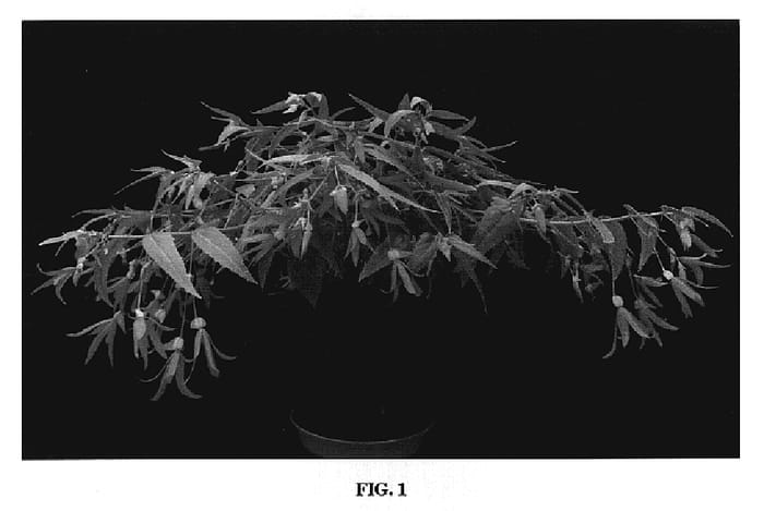 Figure 1 of US plant patent PP20093, the photograph of YABOS printed in the patent.