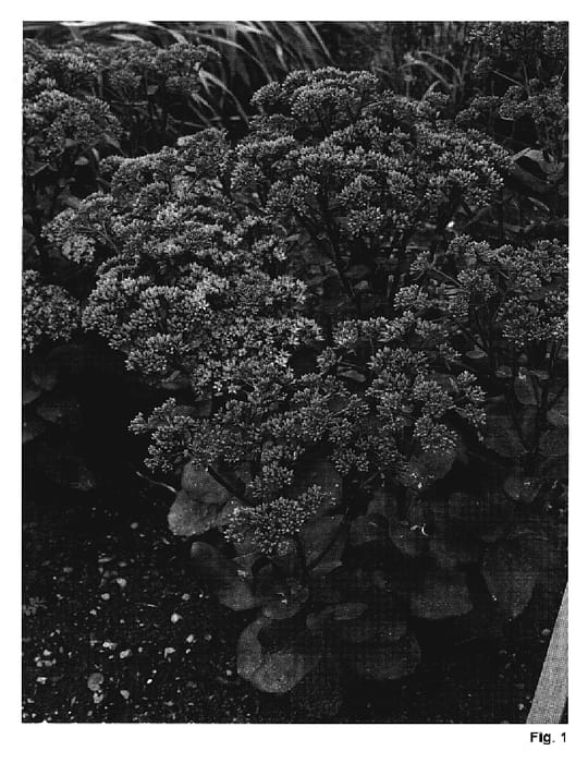 Figure 1 of US plant patent PP20094, the photograph of Maestro printed in the patent.