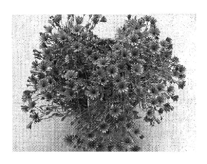 Figure 1 of US plant patent PP20095, the photograph of Sumipas 03 printed in the patent.