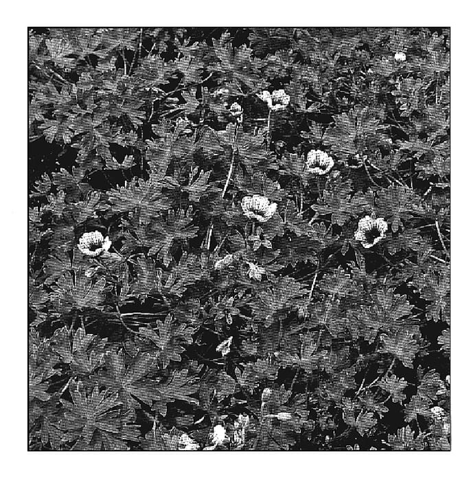 Figure 1 of US plant patent PP20096, the photograph of Thumbling Hearts printed in the patent.