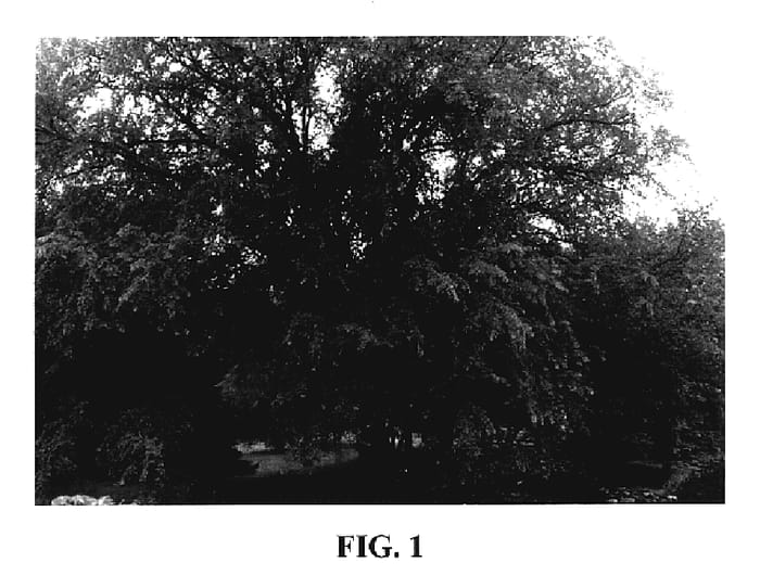 Figure 1 of US plant patent PP20097, the photograph of St. Croix printed in the patent.