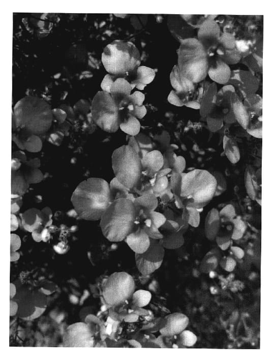 Figure 1 of US plant patent PP20098, the photograph of Dala Ros08 printed in the patent.