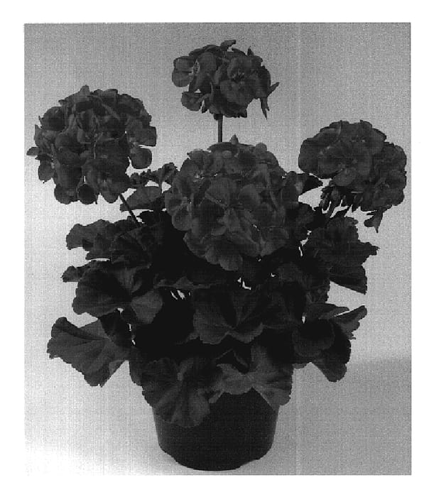 Figure 1 of US plant patent PP20099, the photograph of Oglger11081 printed in the patent.