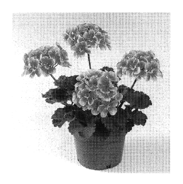 Figure 1 of US plant patent PP20100, the photograph of Oglger12055 printed in the patent.