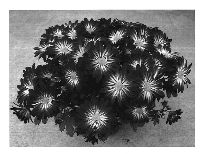 Figure 1 of US plant patent PP20101, the photograph of Yohudson Bay printed in the patent.
