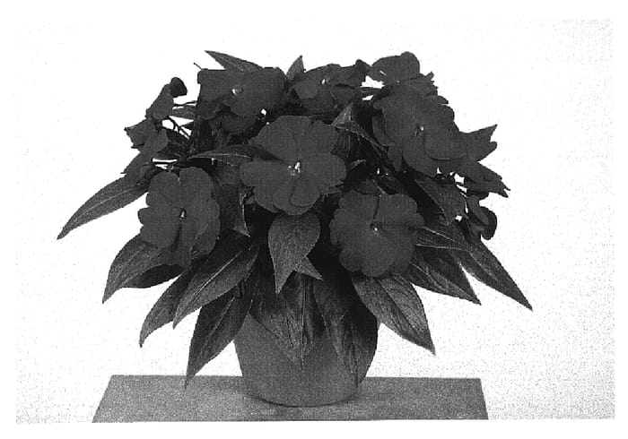 Figure 1 of US plant patent PP20103, the photograph of Fisnics Reddie printed in the patent.