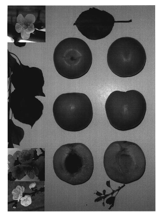 Figure 1 of US plant patent PP20104, the photograph of Goldenmay printed in the patent.