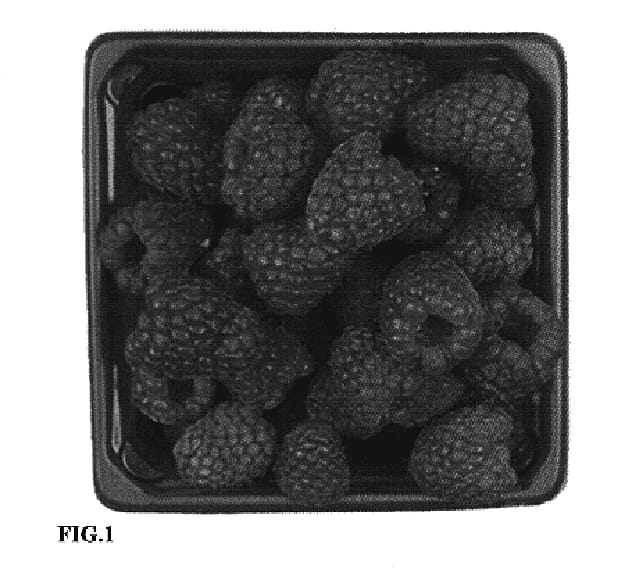 Figure 1 of US plant patent PP20105, the photograph of Jeanne D'Orleans printed in the patent.