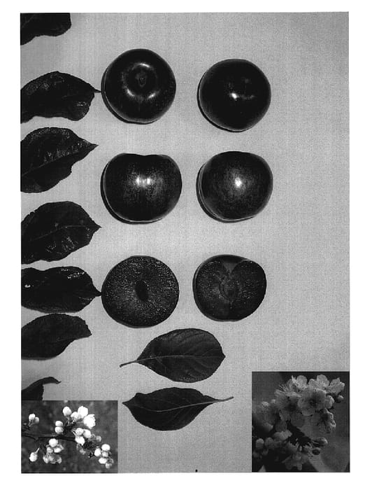 Figure 1 of US plant patent PP20106, the photograph of PLUMSWEET XII printed in the patent.