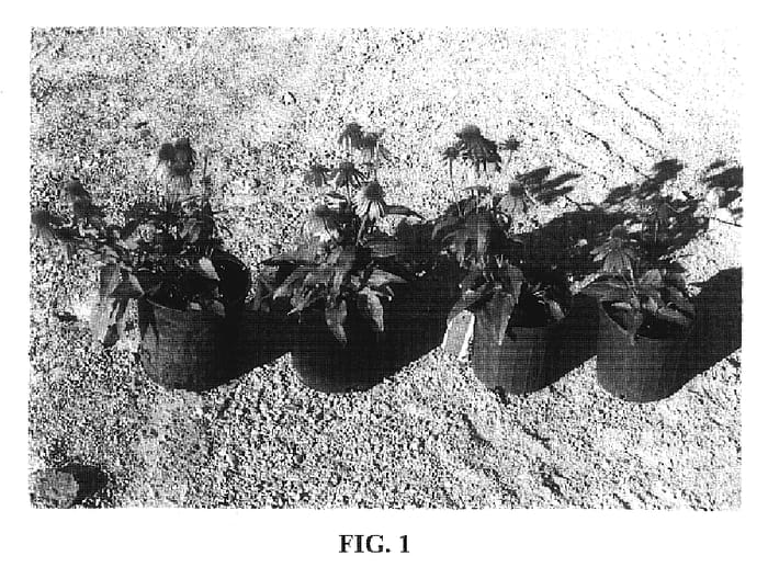 Figure 1 of US plant patent PP20107, the photograph of Conekim printed in the patent.