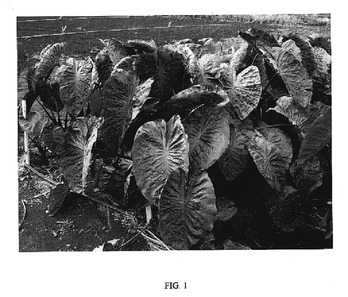 Figure 1 of US plant patent PP20108, the photograph of Hilo Bay printed in the patent.
