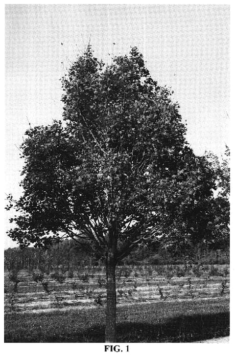 Figure 1 of US plant patent PP20109, the photograph of WF-AT1 printed in the patent.