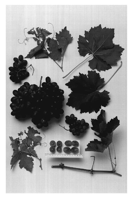 Figure 1 of US plant patent PP20110, the photograph of Sheegene-13 printed in the patent.