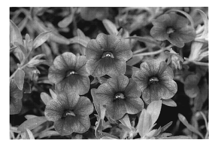 Figure 1 of US plant patent PP20111, the photograph of KLECA07154 printed in the patent.