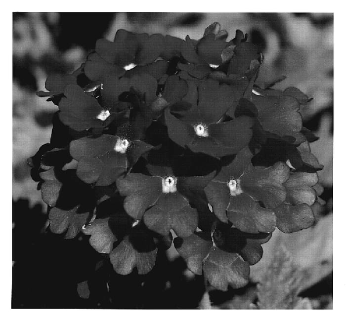 Figure 1 of US plant patent PP20112, the photograph of KLEVP07360 printed in the patent.