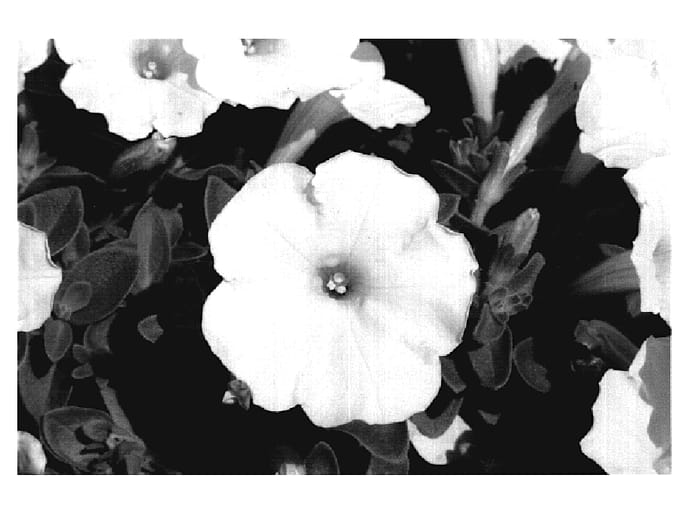 Figure 1 of US plant patent PP20113, the photograph of KLEPH07140 printed in the patent.
