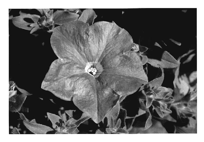 Figure 1 of US plant patent PP20114, the photograph of KLEPH07137 printed in the patent.