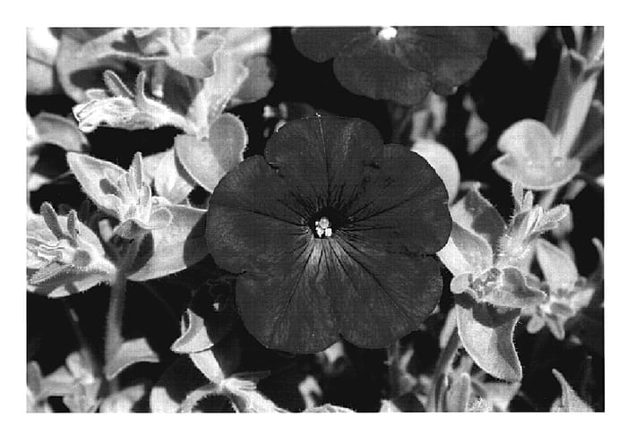 Figure 1 of US plant patent PP20115, the photograph of KLEPH07138 printed in the patent.