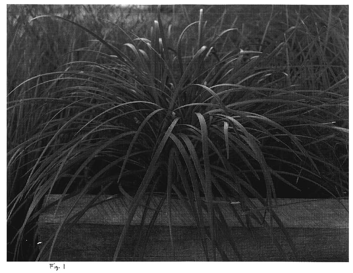 Figure 1 of US plant patent PP20116, the photograph of LIRJ printed in the patent.