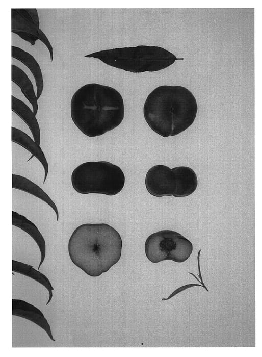 Figure 1 of US plant patent PP20117, the photograph of Neptune V printed in the patent.
