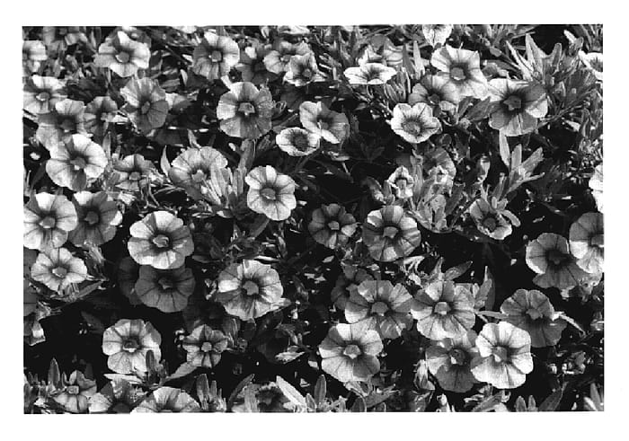 Figure 1 of US plant patent PP20118, the photograph of KLECA07146 printed in the patent.